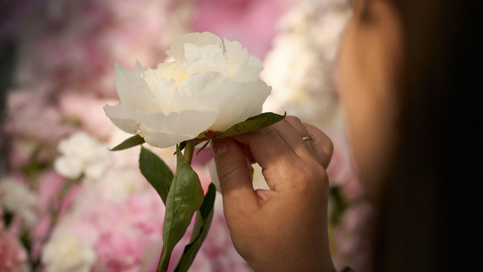 Florist holding a fresh white peony