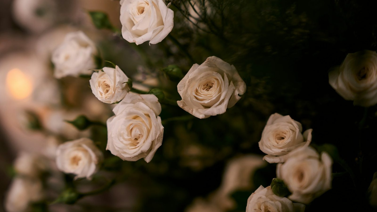 Delicate white roses and buds with dark green foliage