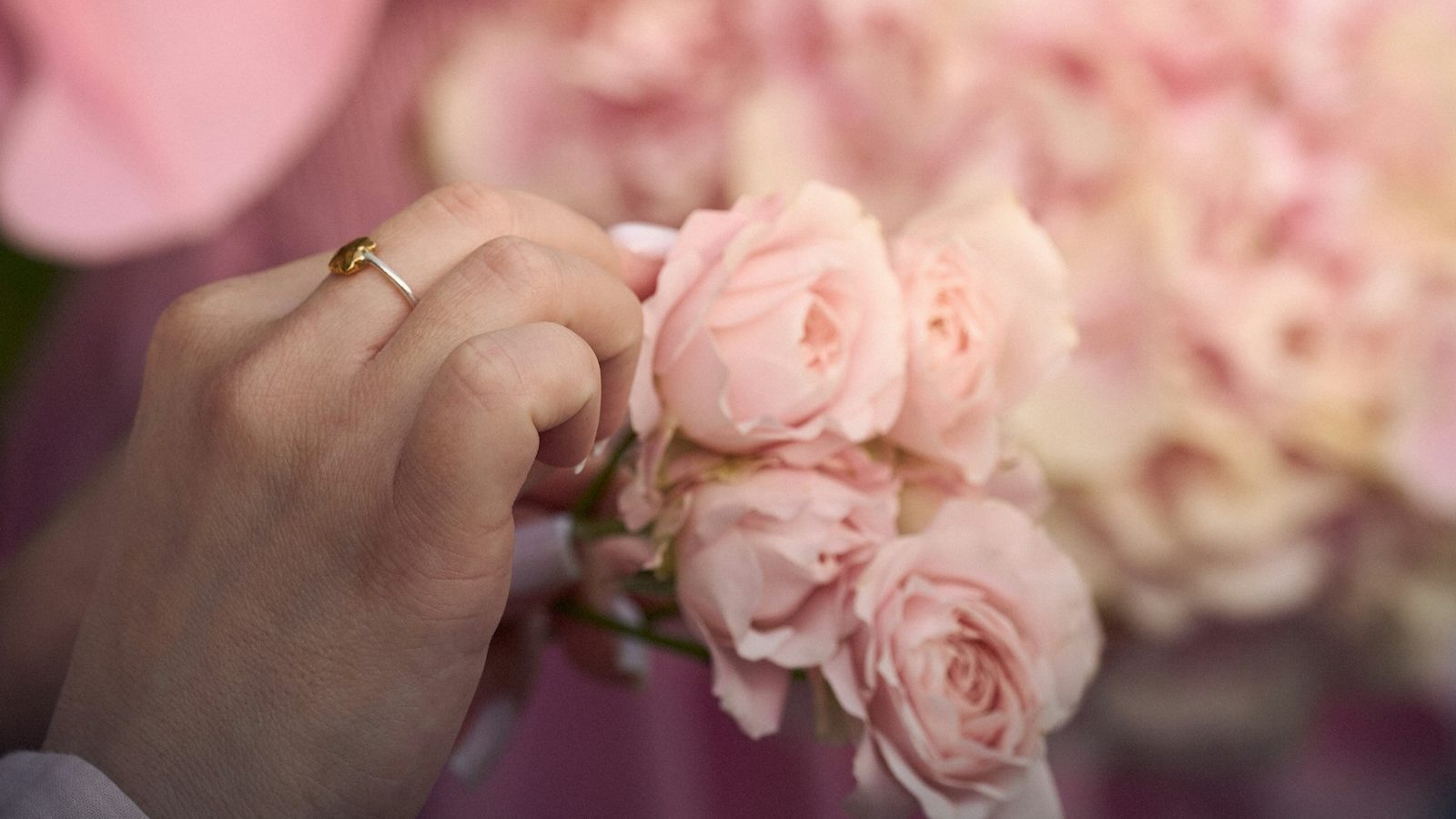 Hands holding delicate pink roses