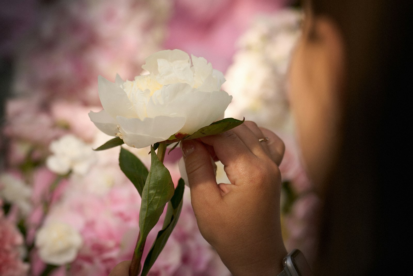 Florist holding a white peony